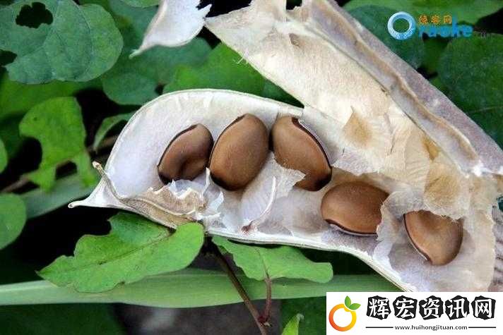 最簡單的麻豆精產三產處理方法揭秘