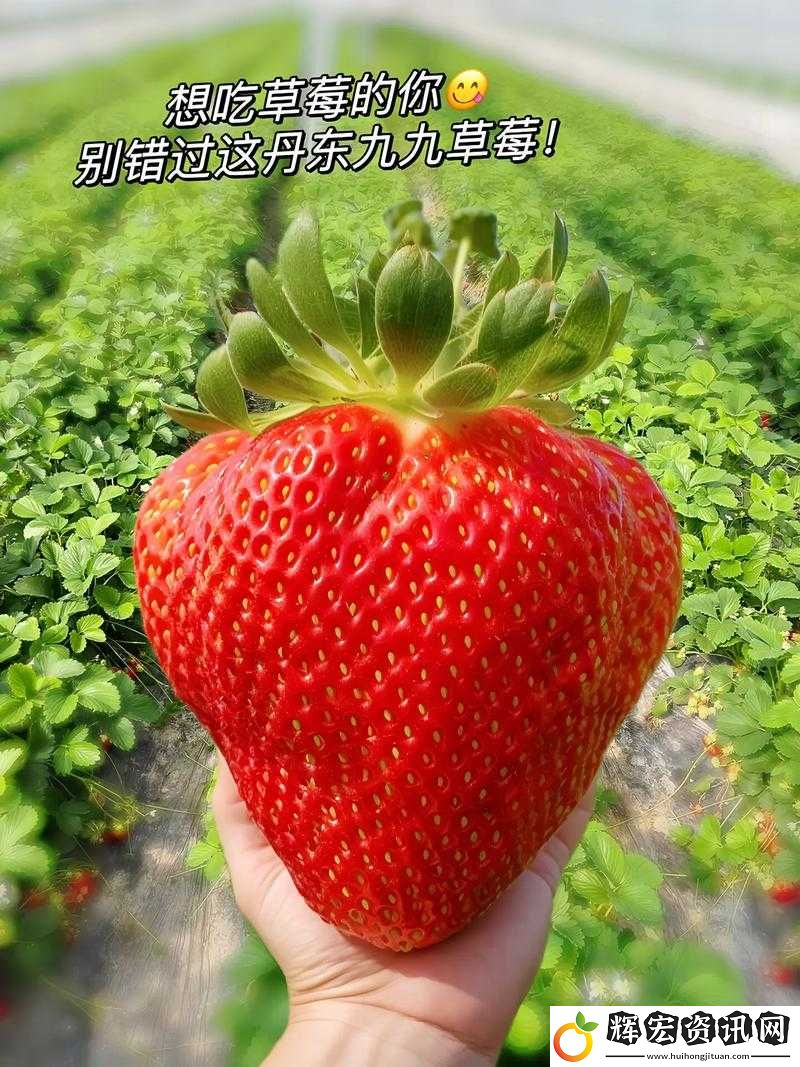實力蜜絲婷大草莓和小草莓對比之全方位詳細解析