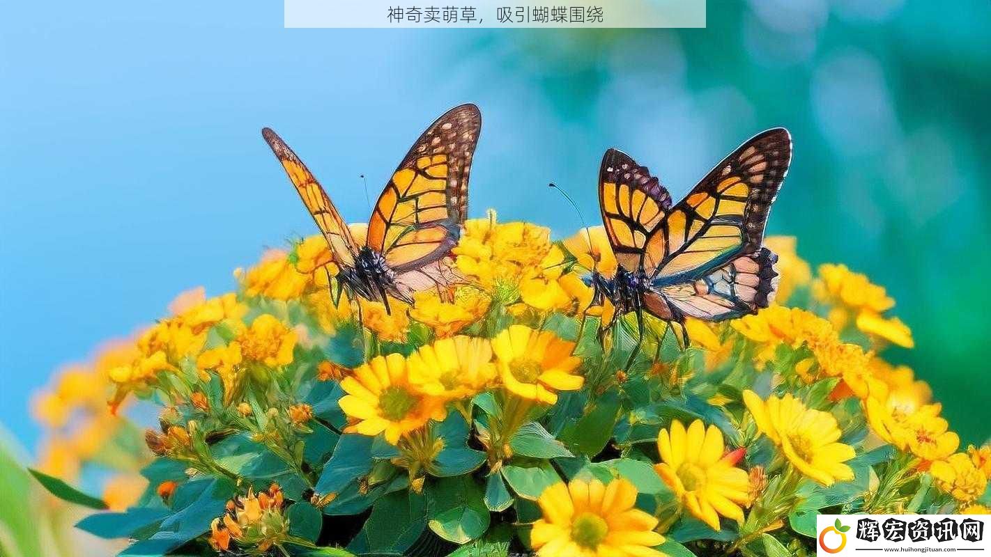 神奇賣萌草，吸引蝴蝶圍繞
