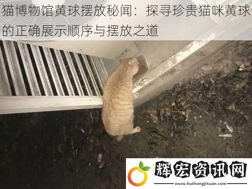 貓博物館黃球擺放秘聞：探尋珍貴貓咪黃球的正確展示順序與擺放之道