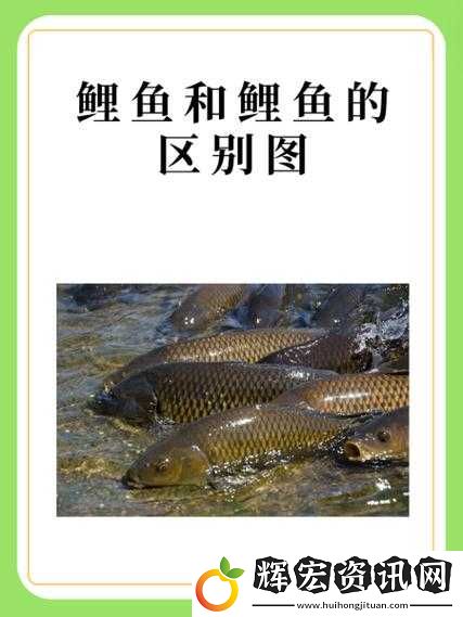 鯉魚吸水和會夾的區別