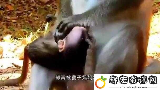 二人生猴子全程不蓋被子