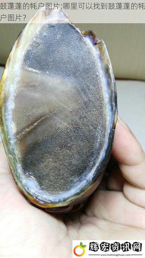 鼓蓬蓬的牦戶圖片;哪里可以找到鼓蓬蓬的牦戶圖片？