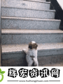 成品圖片的gif動態圖庫 有哪些成品圖片的 gif 動態圖庫可以推薦？