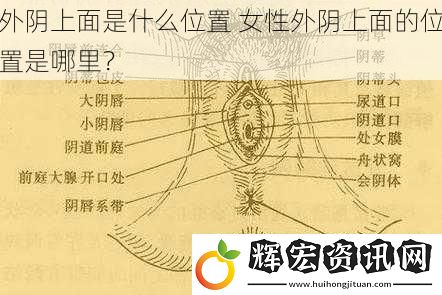 外陰上面是什么位置 女性外陰上面的位置是哪里？