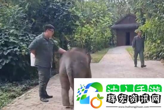 受傷小象被救后胖了200公斤 成了600斤的跟屁蟲