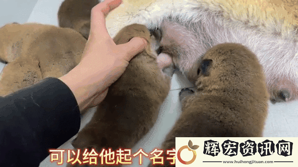 把奶頭吃的又硬又翹的動態(tài)【真的有把奶頭吃的又硬又翹的動態(tài)嗎？】