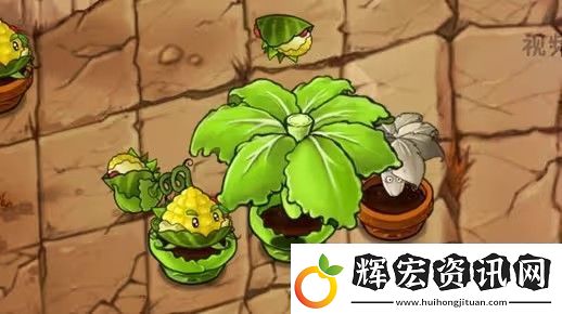 植物大戰僵尸融合版新植物卷菜傘怎么樣