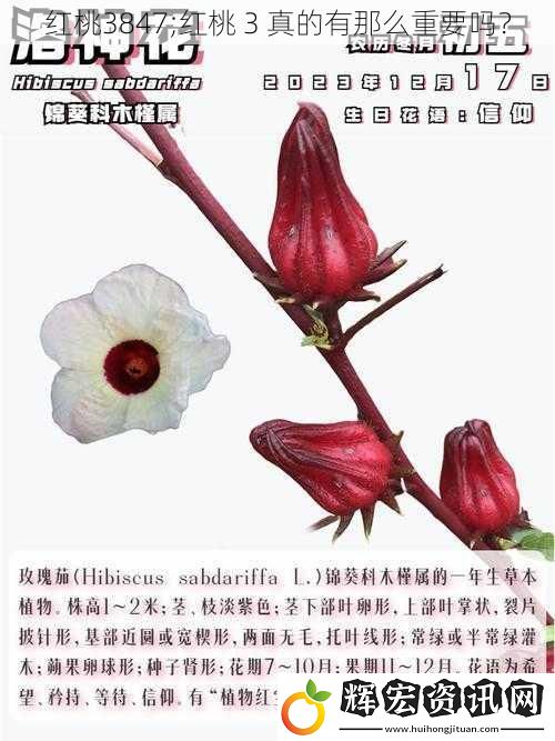 紅桃3847;紅桃 3 真的有那么重要嗎？