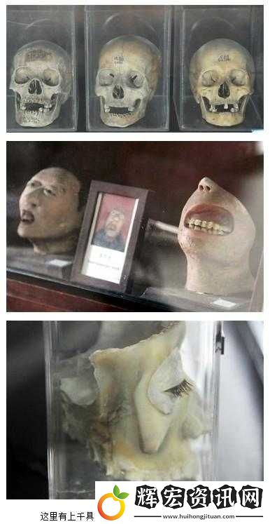 探索頭顱標本