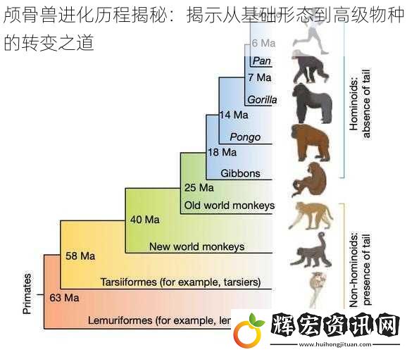 顱骨獸進化歷程揭秘：揭示從基礎形態到高級物種的轉變之道