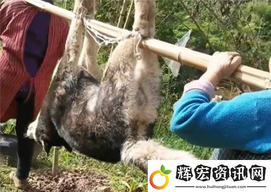 主人殺年豬