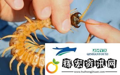 智慧再現(xiàn)！沙漠蜈蚣的必勝打法