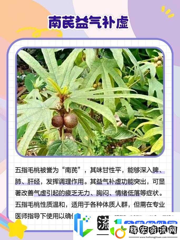 五指毛桃對男人有什么功效與作用