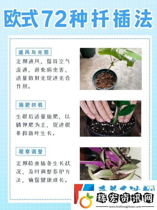 歐式45種扦插方式圖片穩居榜首